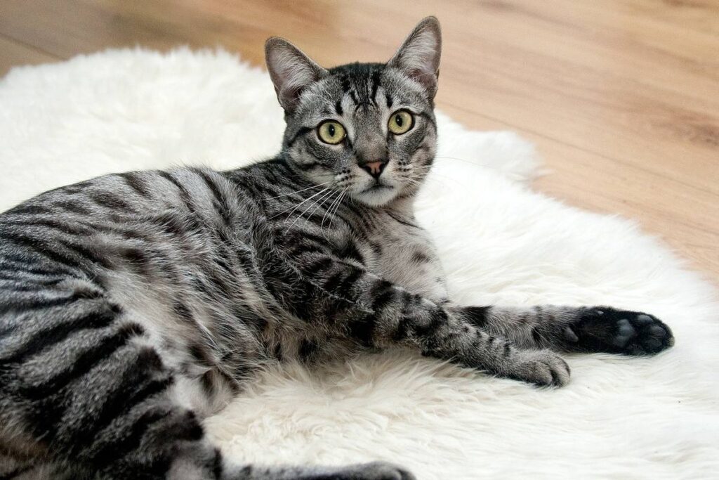 gatto disteso sul tappeto