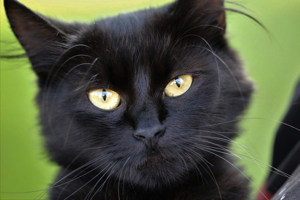 gatto nero su sfondo verde