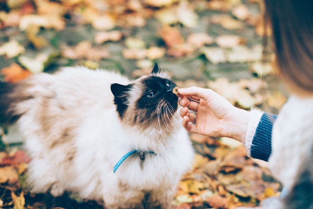 gatto a pelo lungo in giardino