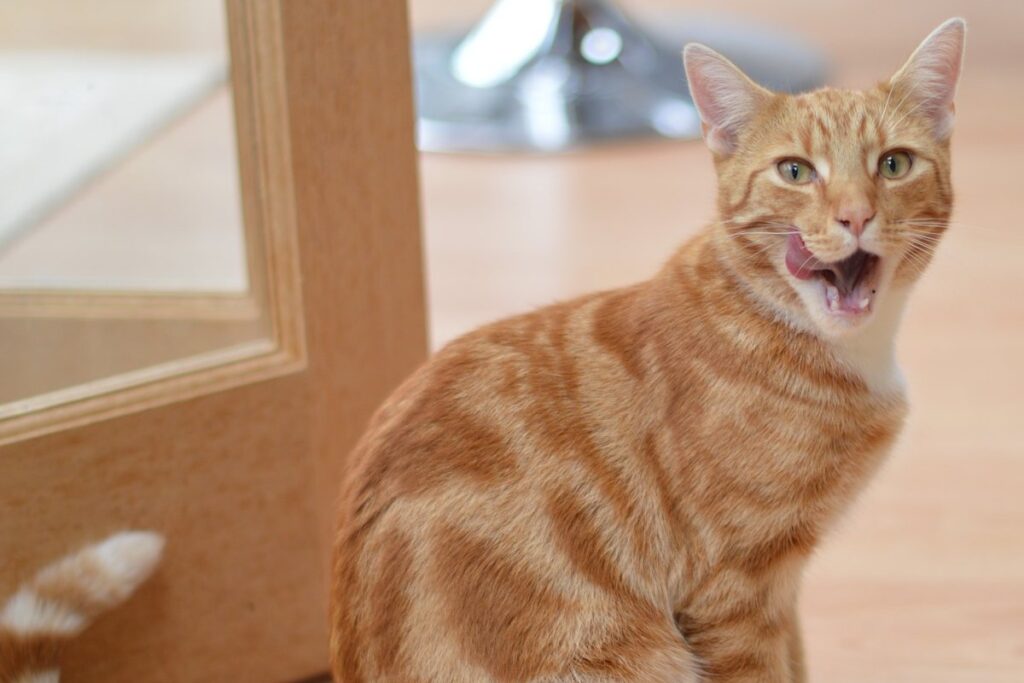 gatto arancione che ha finito di mangiare