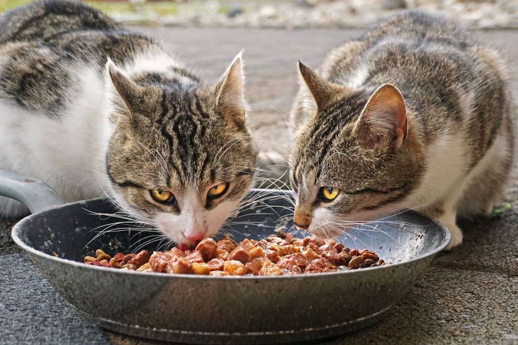gatti che mangiano crocchette