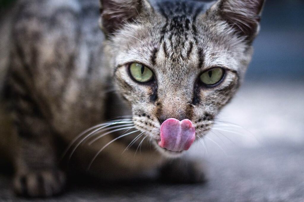 gatto con la lingua di fuori