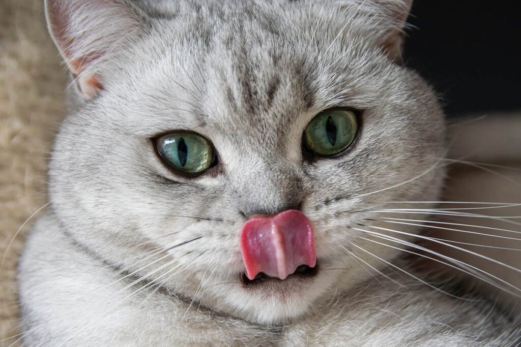 gatto grigio con gli occhi azzurri
