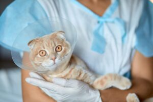 5 collari elisabettiani per il gatto utili e particolari