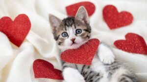 5 cose bellissime per festeggiare San Valentino con il tuo gatto
