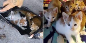 Trovano una cucciolata di gattini in un sacchetto di plastica, poi riescono a riunirli alla loro mamma