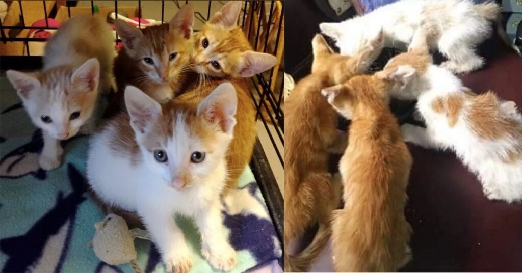 Trovano una cucciolata di gattini in un sacchetto di plastica, poi riescono a riunirli alla loro mamma