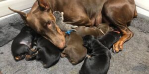 Mamma dobermann adotta un gattino di due giorni e lo cresce insieme ai suoi cuccioli