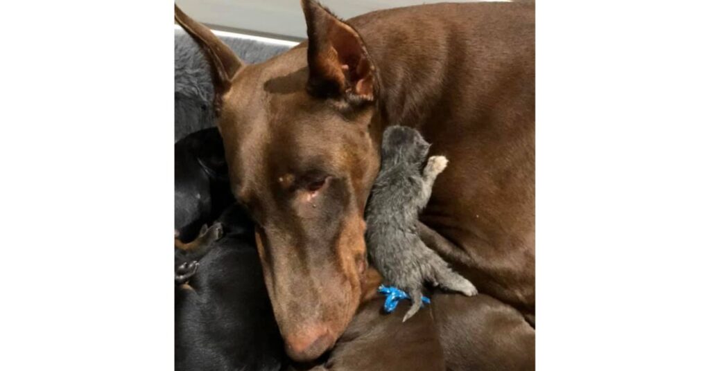 Mamma dobermann adotta un gattino di due giorni e lo cresce insieme ai suoi cuccioli