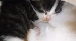 Due gattini appena nati dormono all’interno di un cappellino di lana (VIDEO)