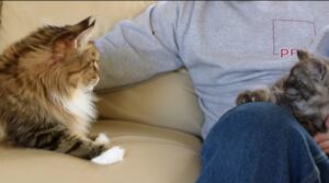 Quattro bellissimi gatti incontrano un gattino per la prima volta (VIDEO)