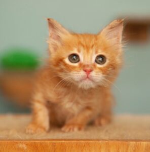 5 migliori razze di gatti con occhi grandi che ti ruberanno il cuore
