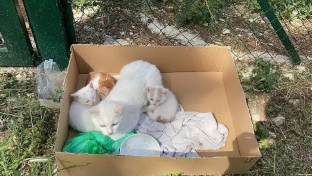 multe per chi nutre i gatti a lecce