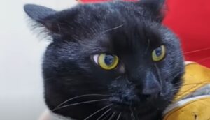 La gattina Cemil era apatica; la sua proprietaria l’ha portata dal veterinario (VIDEO)