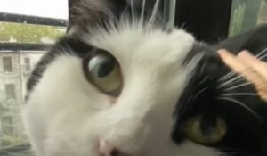 La gattina Gia dopo oltre un anno ha iniziato a fidarsi della sua umana (VIDEO)