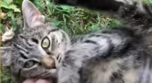 Una gattina adottiva adora viaggiare con l’umana che le ha salvato la vita (VIDEO)