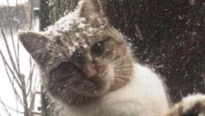 La gattina infreddolita bussa alla finestra di un ragazzo per farsi accogliere
