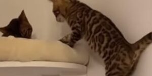 Una gattina del Bengala vuole disperatamente raggiungere il suo fratellino (VIDEO)