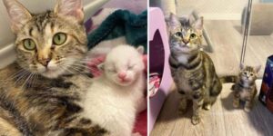 Adorabile gattina incinta trova una famiglia gentile che la accoglie, in modo che i suoi gattini possano nascere al sicuro