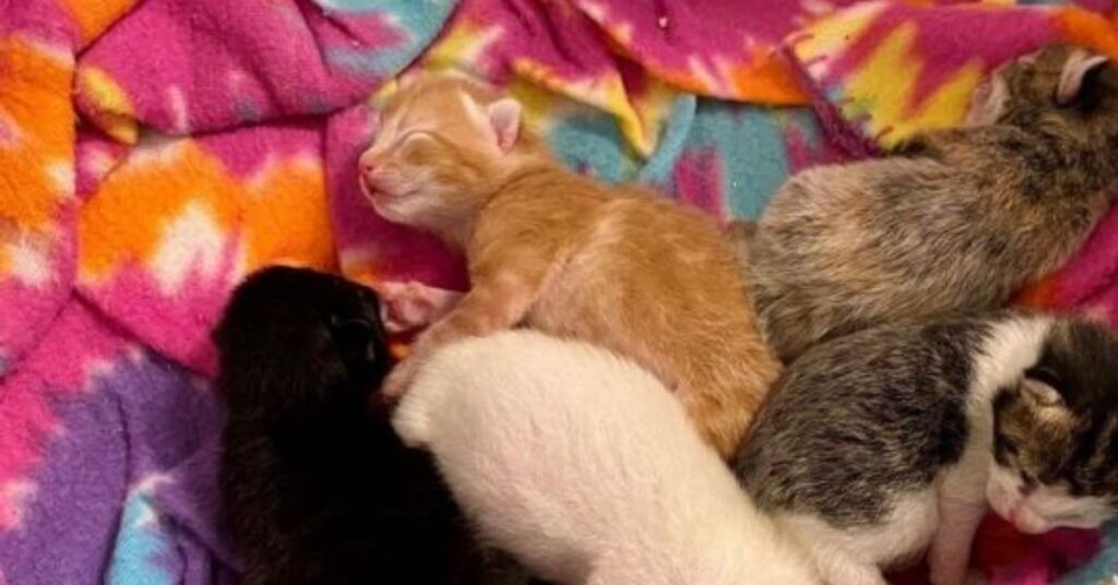 Adorabile gattina incinta trova una famiglia gentile che la accoglie, in modo che i suoi gattini possano nascere al sicuro