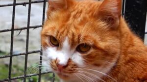 Una gattina piccola randagia riesce ad essere aiutata grazie ad un uomo (VIDEO)