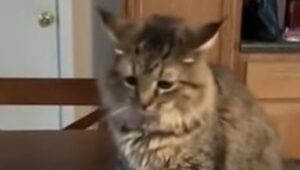 Una gattina randagia decide di fare una conoscenza che le cambia la vita (VIDEO)
