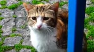 Gattina randagia malata lotta ogni giorno per un pasto caldo (VIDEO)