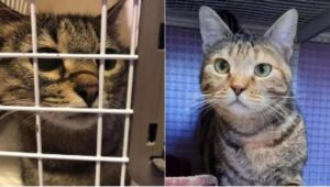 La gattina arriva al rifugio dopo l’abbandono, ma viene adottata in un giorno molto speciale