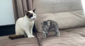 Due dolcissimi gattini si incontrano per la prima volta (VIDEO)