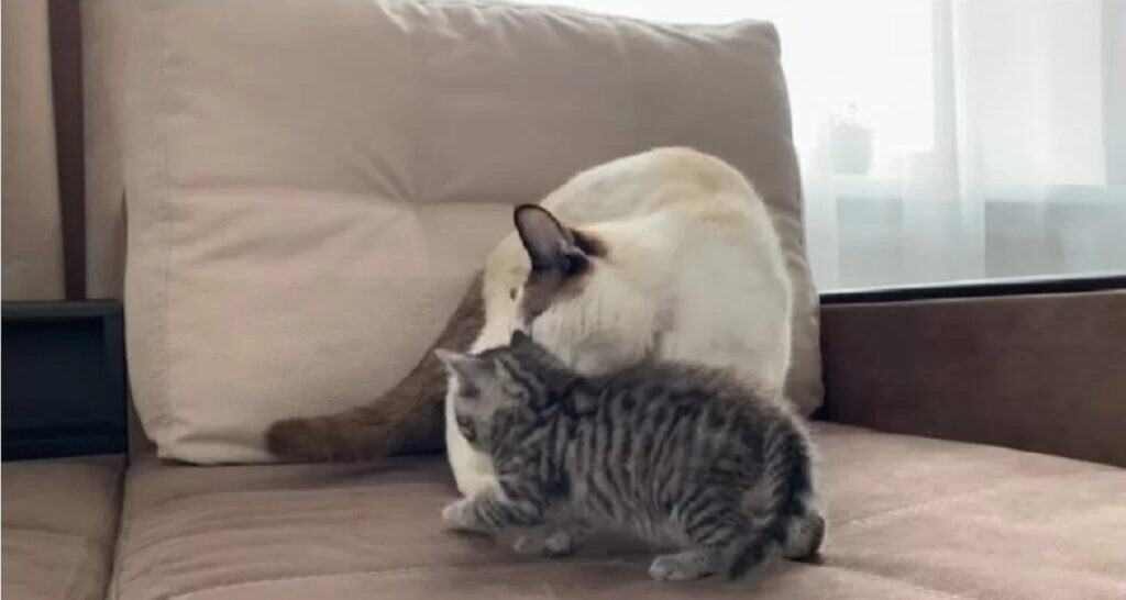 gattini si incontrano per la prima volta