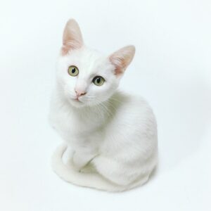 5 gattini bianchi talmente belli da sembrare angeli che vi faranno innamorare