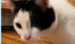 Gattini con sindrome del gatto traballante amano osservare i porcellini d’india (VIDEO)