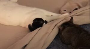 Due gattini domestici adorano giocare nel letto matrimoniale sotto le lenzuola (VIDEO)