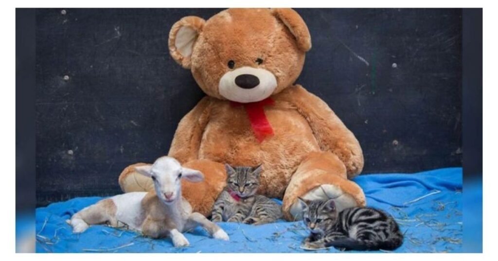 Gattini randagi e una capra orfana stringono una bellissima amicizia