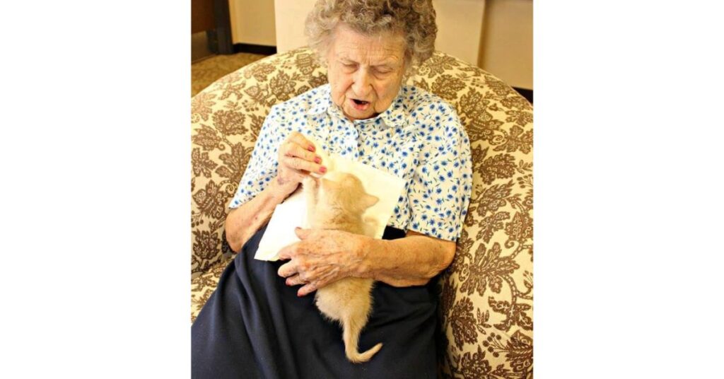rifugio per animali collabora con una casa di cura per anziani per prendersi cura dei gattini orfani