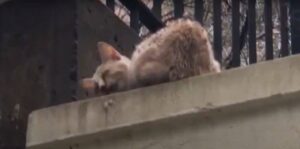 Gattino trovato in fin di vita: miagolava per chiedere aiuto