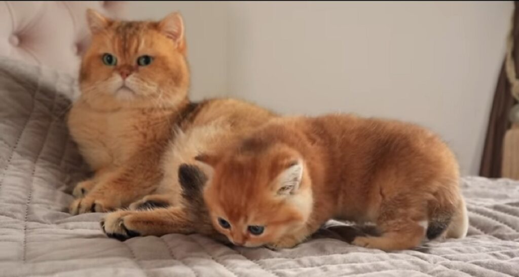 gattino incontra fratellino felino per la prima volta