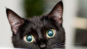 Il gattino Beano è ossessionato dal cibo d non riesce mai a fare altro (VIDEO)