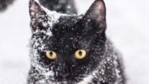 Il gattino Belyash adora giocare sulla neve con il suo dolce umano (VIDEO)