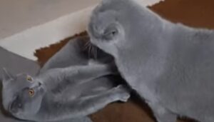 Il gattino Coco fa il bullo con il gatto piccolo di casa di nome Monty (VIDEO)
