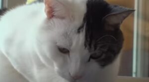 Il gattino Dooboo non beve da solo e ciò gli provoca dei problemi urinari (VIDEO)