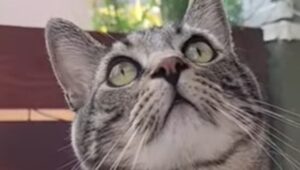 Il gattino Gonzo quando esce solo interagisce molto; la scoperta del proprietario (VIDEO)