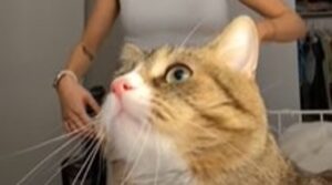 Il gattino Nocciolina interrompe due volte la proprietaria intenta a girare un video (VIDEO)