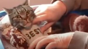 Il gattino Ozzy vive una vita fantastica, malgrado le sue difficoltà (VIDEO)