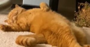 Il gattino Simba adora dormire e si stiracchia tra un sonnellino e un altro (VIDEO)