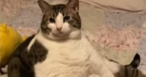 Il gattino Squishy affetto da gigantismo ha una proprietaria che lo ama moltissimo (VIDEO)