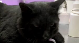 Il gattino Vaska torna di nuovo a vivere dopo un’enorme sofferenza (VIDEO)