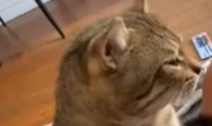 Gattino affamato si sveglia e vuole subito mangiare; prima morde il suo umano (VIDEO)