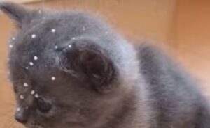Gattino beve del latte e sporca il fratellino che lo guarda (VIDEO)