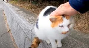 Gattino calico randagio riceve le coccole da un passante che gli dedica del tempo (VIDEO)